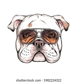 Cute english bulldog portrait. Dog in sunglasses. Vector illustration. Stylish image for printing on any surface	