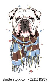 Cute english bulldog in a scarf. Stylish image for printing on any surface	