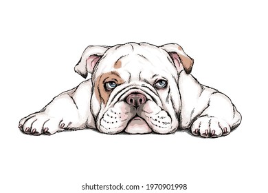 Cute english bulldog sketch. Vector illustration in hand-drawn style
