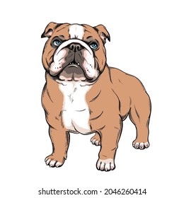 Cute english bulldog sketch. Vector illustration in cartoon style	