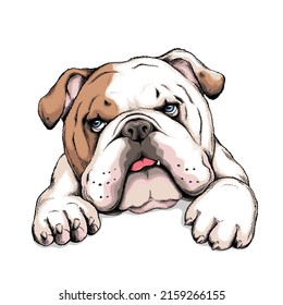 Cute english bulldog sketch. Vector illustration in hand-drawn style