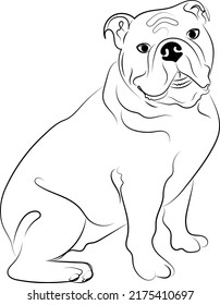 Cute English bulldog sketch. Vector illustration in hand-drawn style