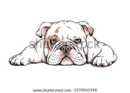Cute english bulldog sketch. Vector illustration in hand-drawn style