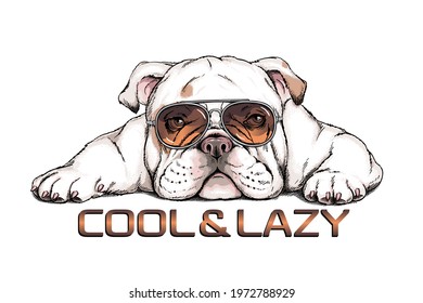 Cute english bulldog in sunglasses. Vector illustration in hand-drawn style. Cool and lazy illustration. Image for printing on any surface	