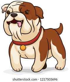 Cute English bulldog wearing a collar with golden tag, guarding the house and keeping and an eye for its owner.