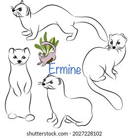 Colección de garabatos Ermine en diferentes poses en estilo de ilustración vectorial de dibujo a mano libre.