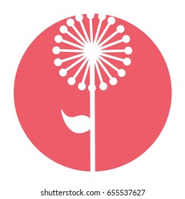 cute exotic flower dandelion