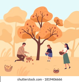 La familia de las manzanas que recogen en la ilustración plana vectorial del jardín. Feliz madre, padre e hija reuniendo frutos de un árbol juntos. Gente poniendo plantas comestibles de crecimiento orgánico estacional en cestas