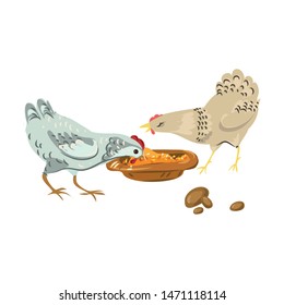 Cute farm chickens eating eco natural grains