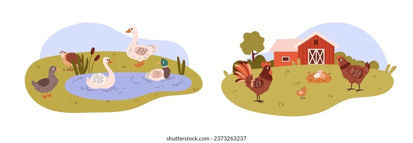Cute farm poultry duck and chicken family cartoon vector illustrations set. Duck bird with duckling swim in lake water, hen with chick and rooster on farm. Country or wild animal for food, agriculture
