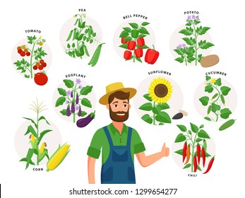 Cute farmer and his harvest around him. Set of vegetable plants and ripe fruits, tomato, chili pepper, sunflower, corn, pea, cucumber, potato isolated on white background, illustrations in flat design