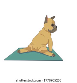 Cute fat French bulldog is splitting on a blue carpet, outlined cartoon vector illustration on white isolated background for prints, stickers, icons or emblems, elements of design for Yoga clubs.