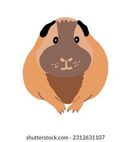 Cute fat guinea pig sitting, front view. Vector illustration of a pet sitting. Rodent illustration.