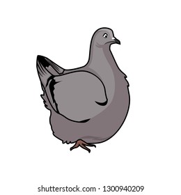 Cute fat pigeon