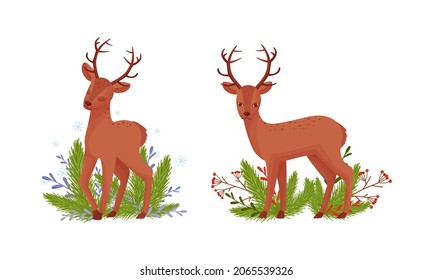 Cute fawn among pine tree branches. Adorable little deer cartoon vector illustration