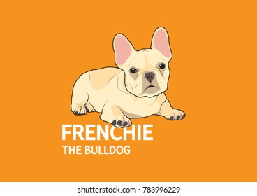 Cute Fawn Brown French Bulldog in The Orange Background. Adorable fawn brown French Bulldog set against a vibrant orange background.