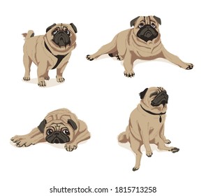 Cute fawn pug dogs set. Adorable friendly chubby pet animal in in different poses cartoon vector illustration isolated on white background