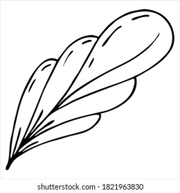 cute feather boho style, coloring book, vector element, drawing for children by hand