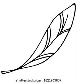 estilo lindo de pluma boho, libro de colores, elemento vector, dibujo para niños a mano