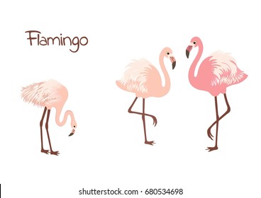 Cute Flamingo Birds On White Background