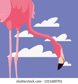cute flamingo sky