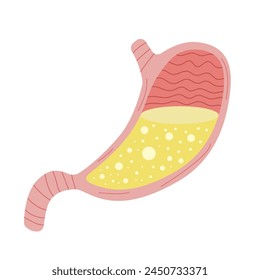 Cute flat cartoon stomach of human with hydrochloric acid isolated on white background. Anatomical internal organ of digestive system. Design element for gastroenterology concept. Vector illustration.