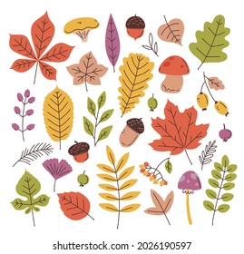 Cute flat set with autumn elements. Vector colored leaves, acorns, mushrooms.