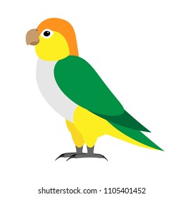 cute flat vector colorful parrot caique standing isolated on white background