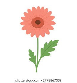 Cute flat vector coral gerbera flower with green leaves isolated on white background.