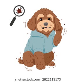 Cute flat vector illustration of brown toy poodle in blue sweatshirt scratching ear from fleas and ticks, holding magnifying glass and tick isolated on white background, pet care concept.