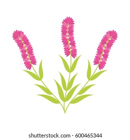 cute flower carden isolated icon vector illustration design