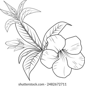 Lindas páginas para colorear de flores, dibujo de Allamanda catártica, dibujo de flores de Allamanda catártica amarilla, Ramo de Elementos botánicos de primavera dibujado a mano de la línea de arte de Allamanda catártica para colorear página