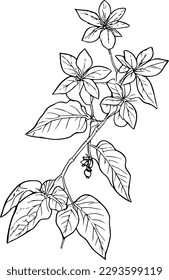 Cute flower coloring pages,
flower coloring page for adults,
botanical drawings of wild flowers, aesthetic wildflower drawing, aesthetic wildflower drawing, botanical drawings of flowers,