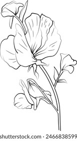 Cute flower coloring pages, sweet pea and daisy drawing, sweet pea flower drawing, Hand drawn botanical spring elements bouquet of Allamanda cathartica line art coloring page, easy flower drawing