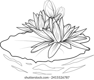 Cute flower coloring pages, waterlily drawing, waterlily line
drawing, Hand drawn botanical spring elements bouquet of lotus line art coloring page, easy flower drawing. waterlily flower art
