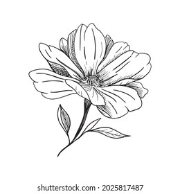 Cute flower. Hand-drawn sketch of blossom. Black and white botanical illustration, vector.