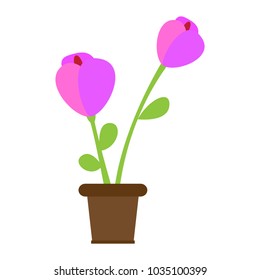 Cute flower on a pot
