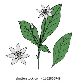 Cute flower. A set of isolated flower elements on a white background. Botanical illustration. Vector image