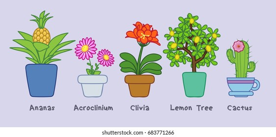Cute flowers in pots. Vector illustration. Ananas, acroclinium, clivia, lemon tree, cactus