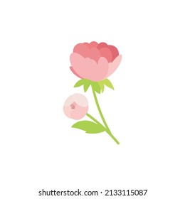 Cute flowers, vector pink peonies with leaves on an isolated background.