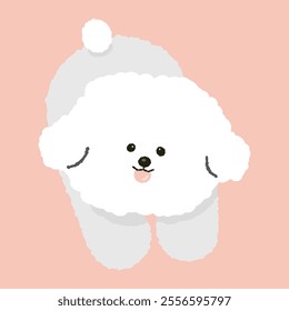 cute fluffy bichon frize puppy dog doggy pet