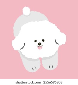 cute fluffy bichon frize puppy dog doggy pet