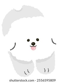 cute fluffy bichon frize puppy dog doggy pet