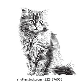 Cute fluffy cat hand drawn engraving sketch.Vector illustration.