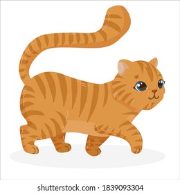 cute and fluffy kitten for a walk, pet, ginger plump cat with blue eyes, vector illustration isolated on a white background