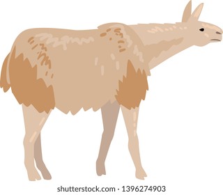 Cute Fluffy Llama or Alpaca Animal Vector Illustration
