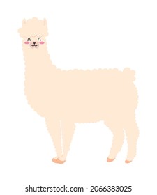 cute and fluffy llama on white background