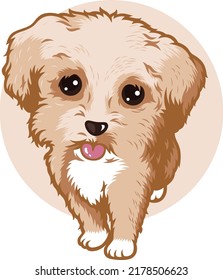 Cute Fluffy Maltipoo Dog (Maltese x Poodle)