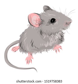 Cute fluffy mouse animal. Vector symbol for 2020 Chinese New Year