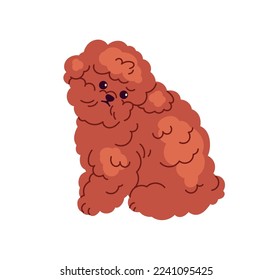 Cute fluffy puppy of Toy Poodle, miniature breed. Funny sweet little doggy with curly fuzzy hair. Mini hairy furry pup, canine animal. Flat vector illustration isolated on white background